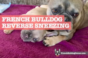 French Bulldog Reverse Sneezing: Why It Happens & How to Stop It