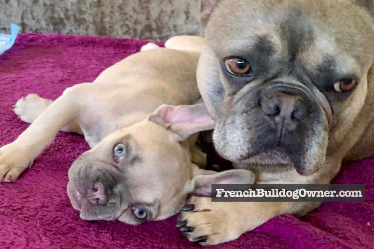 Can French Bulldogs Mate Breed Naturally Reproduction Faqs