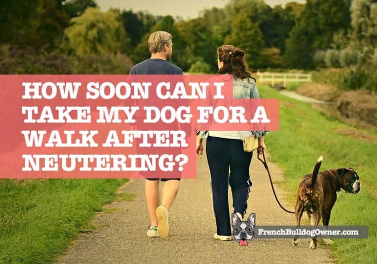Artistic How Soon Can I Walk My Dog After Neutering Design for Mobile Artistic How Soon Can I Walk My Dog After Neutering Design for Mobile