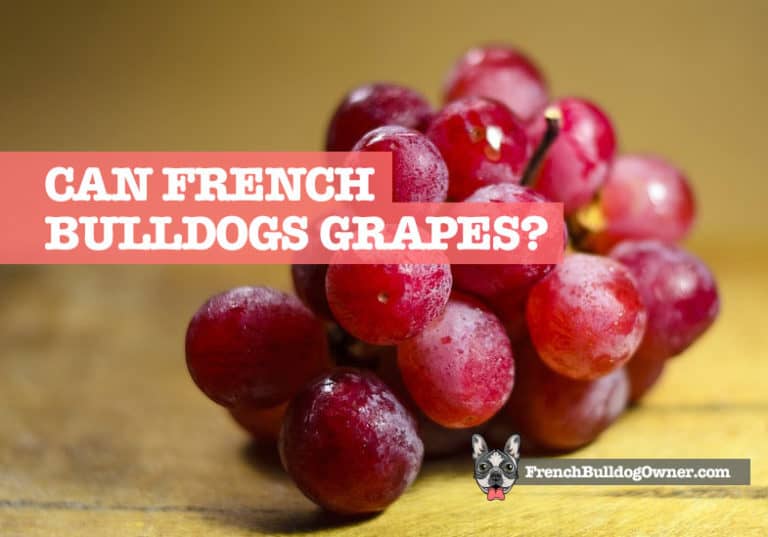 Can French Bulldogs Eat Grapes? [ Will My Dog Die? ]
