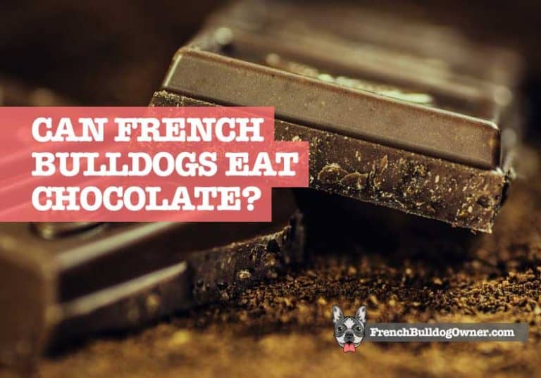 Can French Bulldogs Eat Chocolate? What You Need to Do!