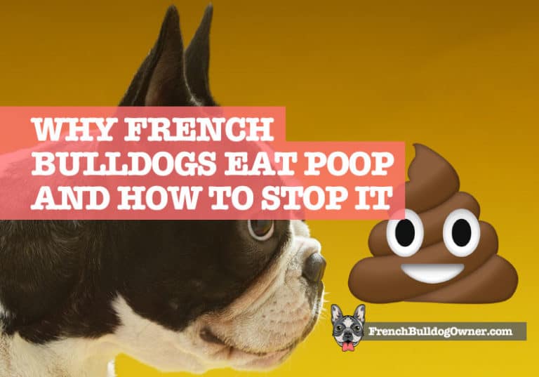 Why Does My French Bulldog Eat Poop? + How to Stop It