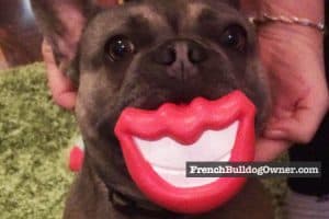 French Bulldog Smile: Can They Smile & How to Tell? + Photos