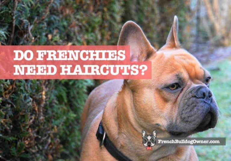 Do French Bulldogs Need Haircuts? No... but they do need this!