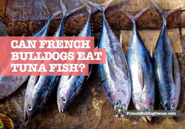 Can French Bulldogs Eat Tuna Fish? (Oil, Brine, Steak, Salad, Tuna Mayo)