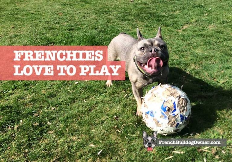 French Bulldog Play Fetch, Rough, & Playfighting Guide
