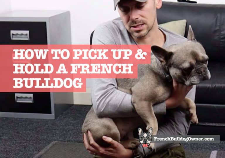 How to Pick Up a French Bulldog Properly & Hold (Video)