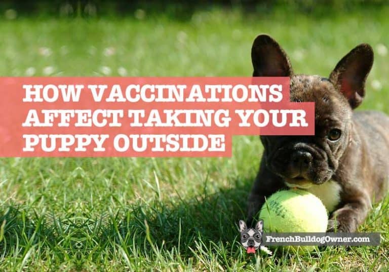 When Can Puppies Go Outside for Walks (Before & After Vaccinations)