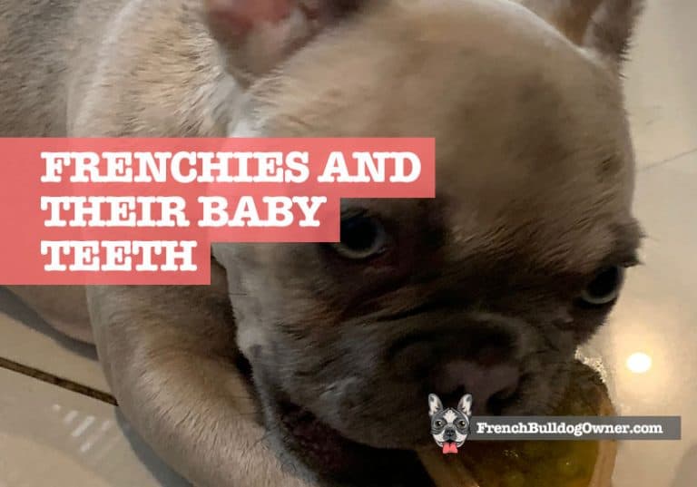 When Do French Bulldogs Lose Their Baby Teeth?