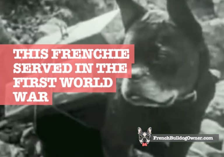 the-french-bulldog-in-world-war-1-who-served-his-country-video