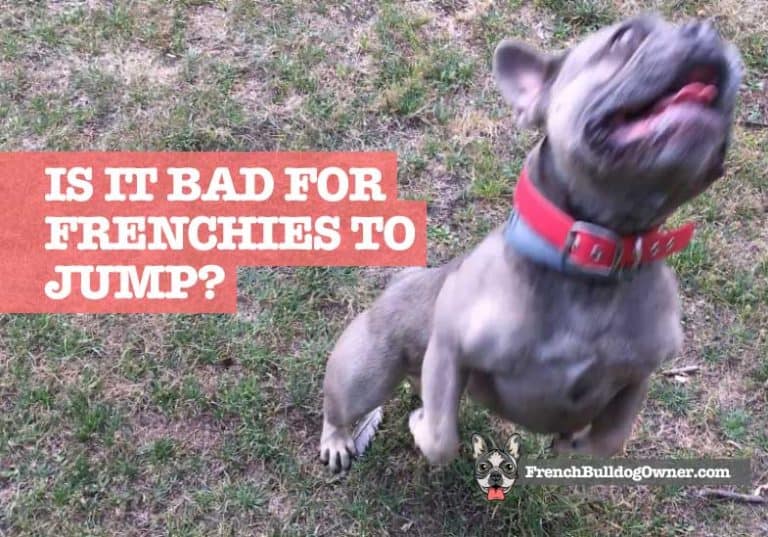 Is it Bad for French Bulldogs to Jump? (Warning from an Owner)