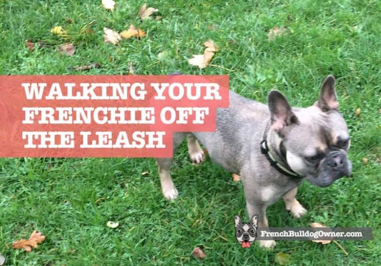 Are French Bulldogs Good Off the Leash? (Train to Walk Without Leash)
