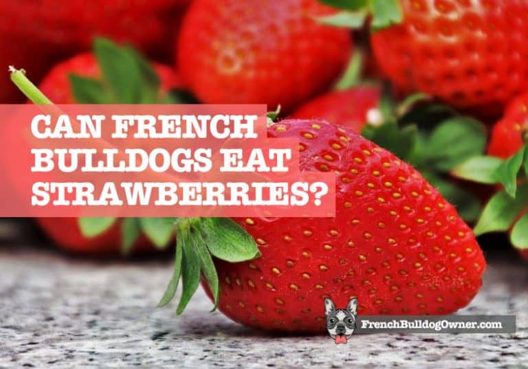Can French Bulldogs Eat Strawberries? Yes, But Not Like This!