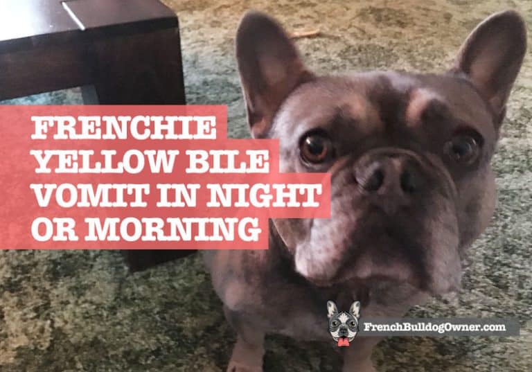 Why Your Frenchie Throws Up Yellow Bile in the Morning or Night