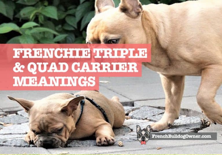 What is a Quad Carrier French Bulldog or a Triple Carrier?