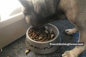 Are French Bulldogs Allergic to Chicken or Can They Eat It OK?