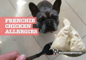 Are French Bulldogs Allergic to Chicken or Can They Eat It OK?