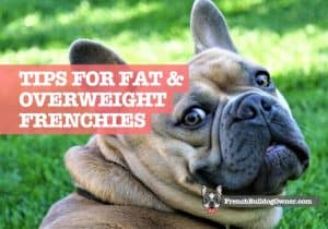 Fat French Bulldog?  7 Signs of an Overweight Frenchie 