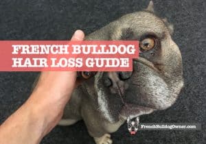 french bulldog hair loss: causes of bald spots & patches