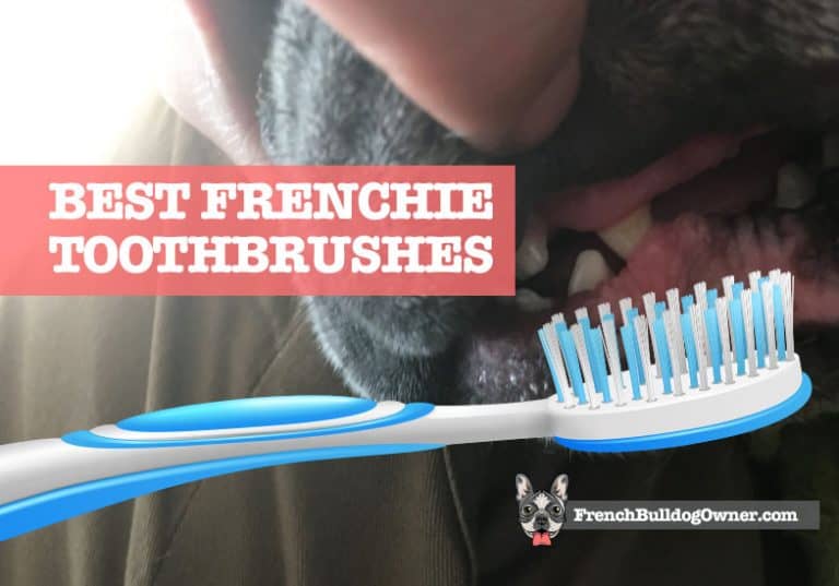 Best French Bulldog Toothbrush That Vets (Top 2)