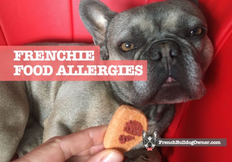 French Bulldog Food Allergies Symptoms & Common Allergic Foods