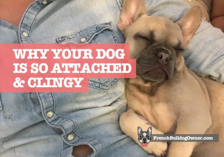 Why is My Dog So Attached To Me All of a Sudden (9 Reasons)