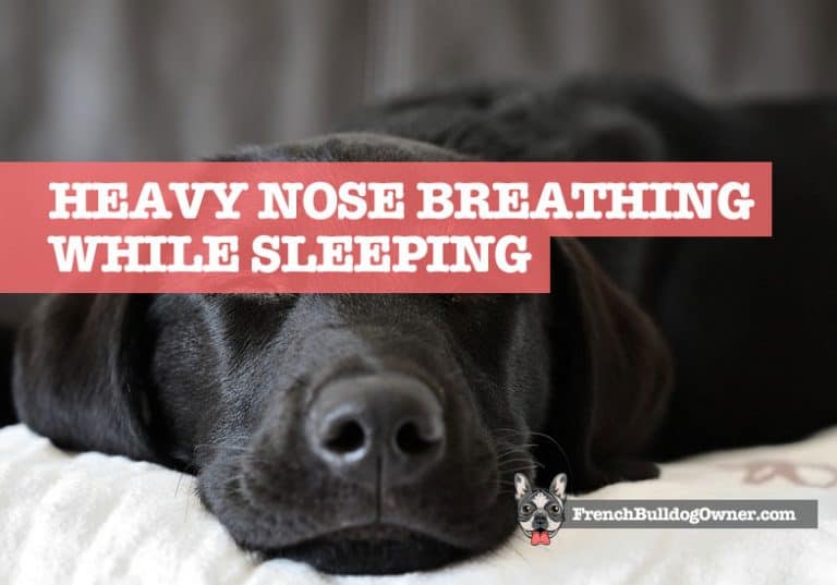 Dog Breathing Heavily Through Nose While Sleeping (Worry?)