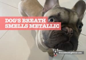 Dog’s Breath Smells Metallic (Iron & Blood) - Answer / Fix