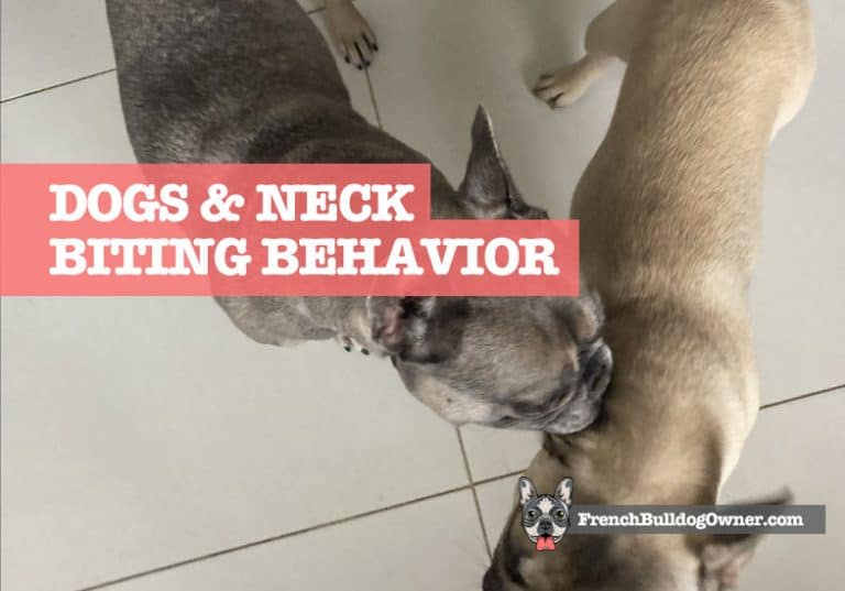 Dog Neck Biting Dominance Why Your Dog is Pinning Another Down