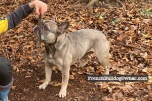 Why Do Dogs Eat Rabbit Poop (Yes, it's weird...)