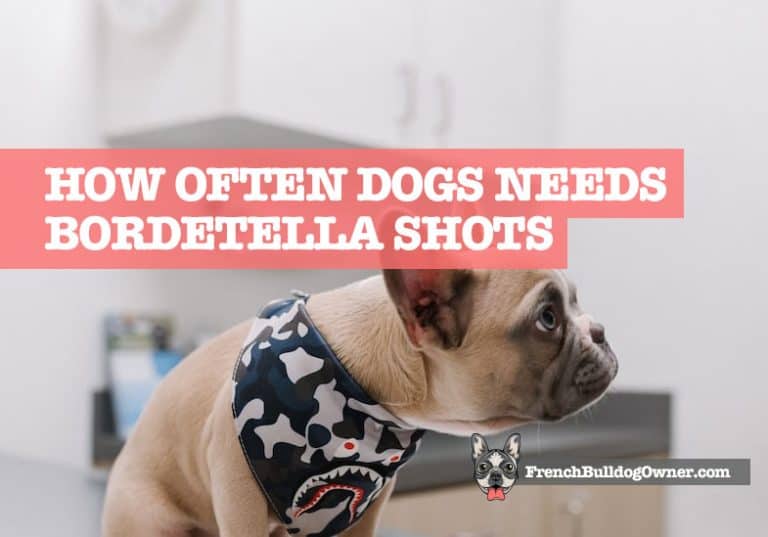 how-often-do-dogs-needs-a-bordetella-shot-answer