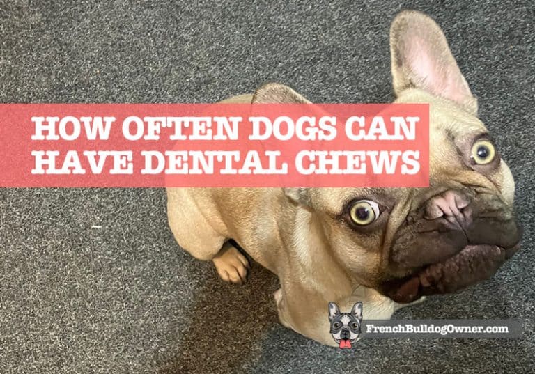 How Often Should You Give Your Dogs Dental Chews?